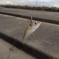 やっと釣れた^ ^