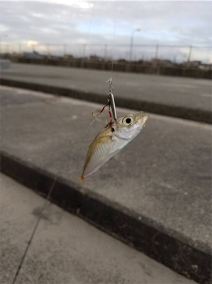 やっと釣れた^ ^