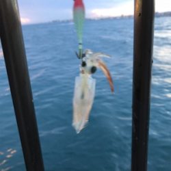 ライトエギング