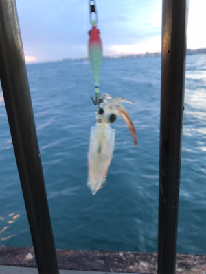 ライトエギング