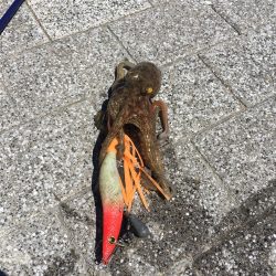 シブかったですが何とか1匹