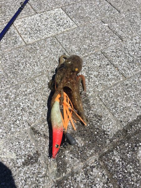 シブかったですが何とか1匹