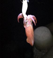 リベンジケンサキ