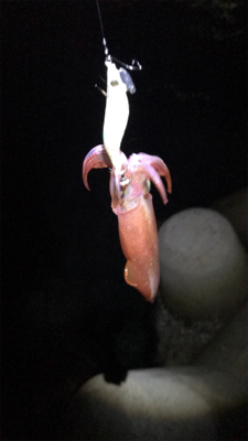 リベンジケンサキ