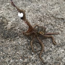 帰省と共にタコ