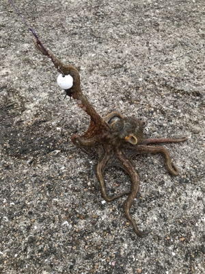 帰省と共にタコ