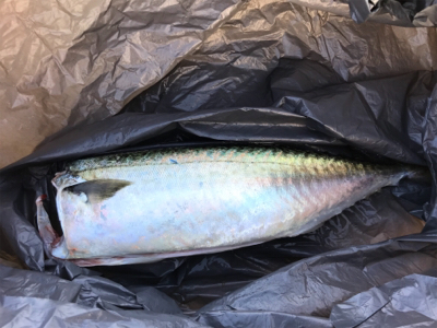 剣先狙いの前に