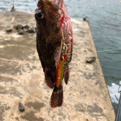 キジハタと、ガッシ〜