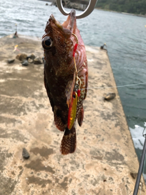 キジハタと、ガッシ〜