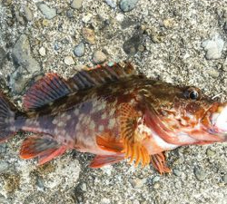 よくひきました