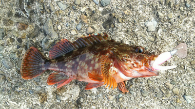 よくひきました