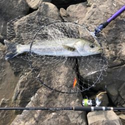 久しぶりの釣果となりました。