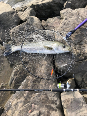 久しぶりの釣果となりました。