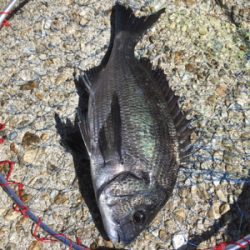 朝からテトラへ、。