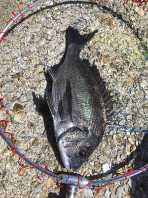 朝からテトラへ、。