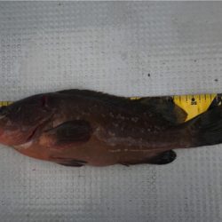 落とし込みサビキ  鳴門  まるかつ