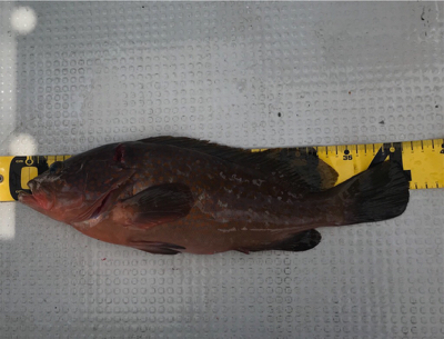 落とし込みサビキ  鳴門  まるかつ