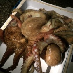 仕事終わりのタコ