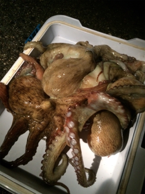 仕事終わりのタコ