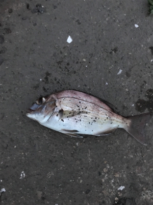 チャリコ祭りだ！