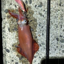 こましなケンサキとガシラ