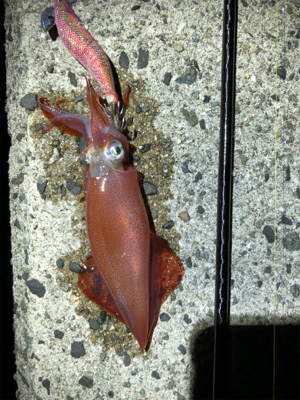 こましなケンサキとガシラ