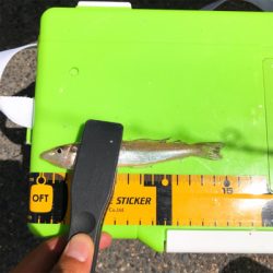 まだ濁り消えずだがキス好調