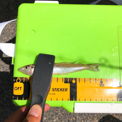 まだ濁り消えずだがキス好調