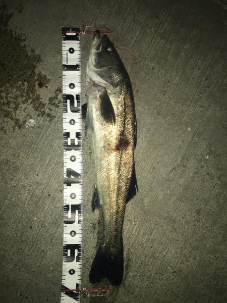 狙い通りのシーバス