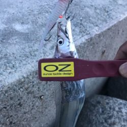 タチウオ、始まった！