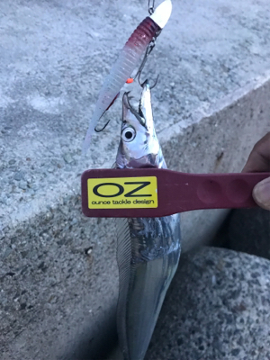 タチウオ、始まった！