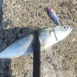 久しぶりのサビキ釣り