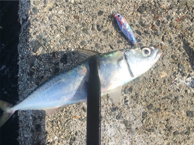 久しぶりのサビキ釣り