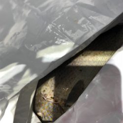 久しぶりのコロタマ