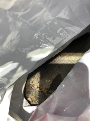 久しぶりのコロタマ