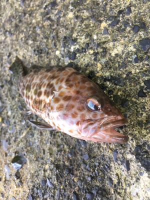 ロックフィッシュ！