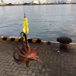 朝まづめオクトパッシング