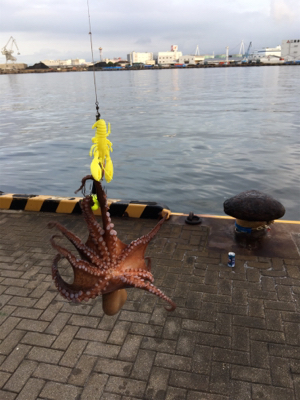 朝まづめオクトパッシング