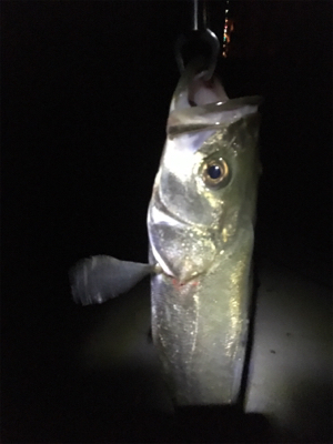 厳しい中でも…