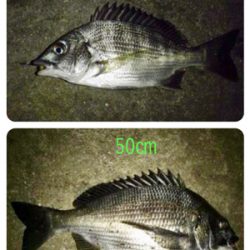 高活性チニング