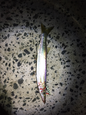 チョイ投げ五目釣り