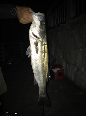 イカもお盆休み。