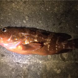 キジハタゲーム