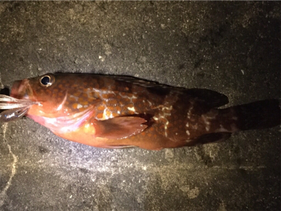 キジハタゲーム