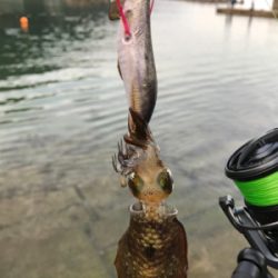 オヤジ達の釣り旅行3日目