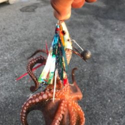 タコ、終盤戦！