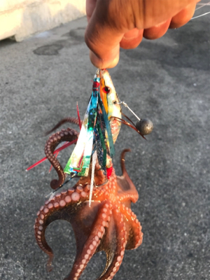 タコ、終盤戦！