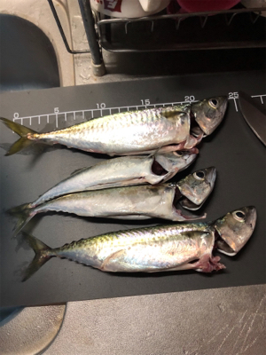 イカ釣りからのサバ釣り