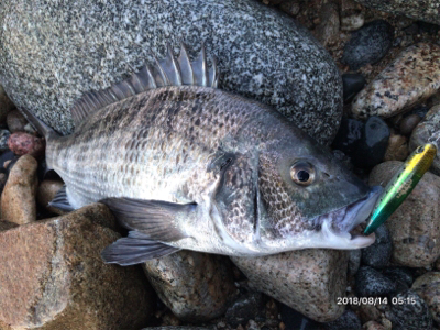 トップゲーム❷