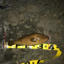 もう終わりにしよかな…